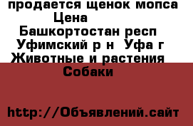 продается щенок мопса › Цена ­ 20 000 - Башкортостан респ., Уфимский р-н, Уфа г. Животные и растения » Собаки   